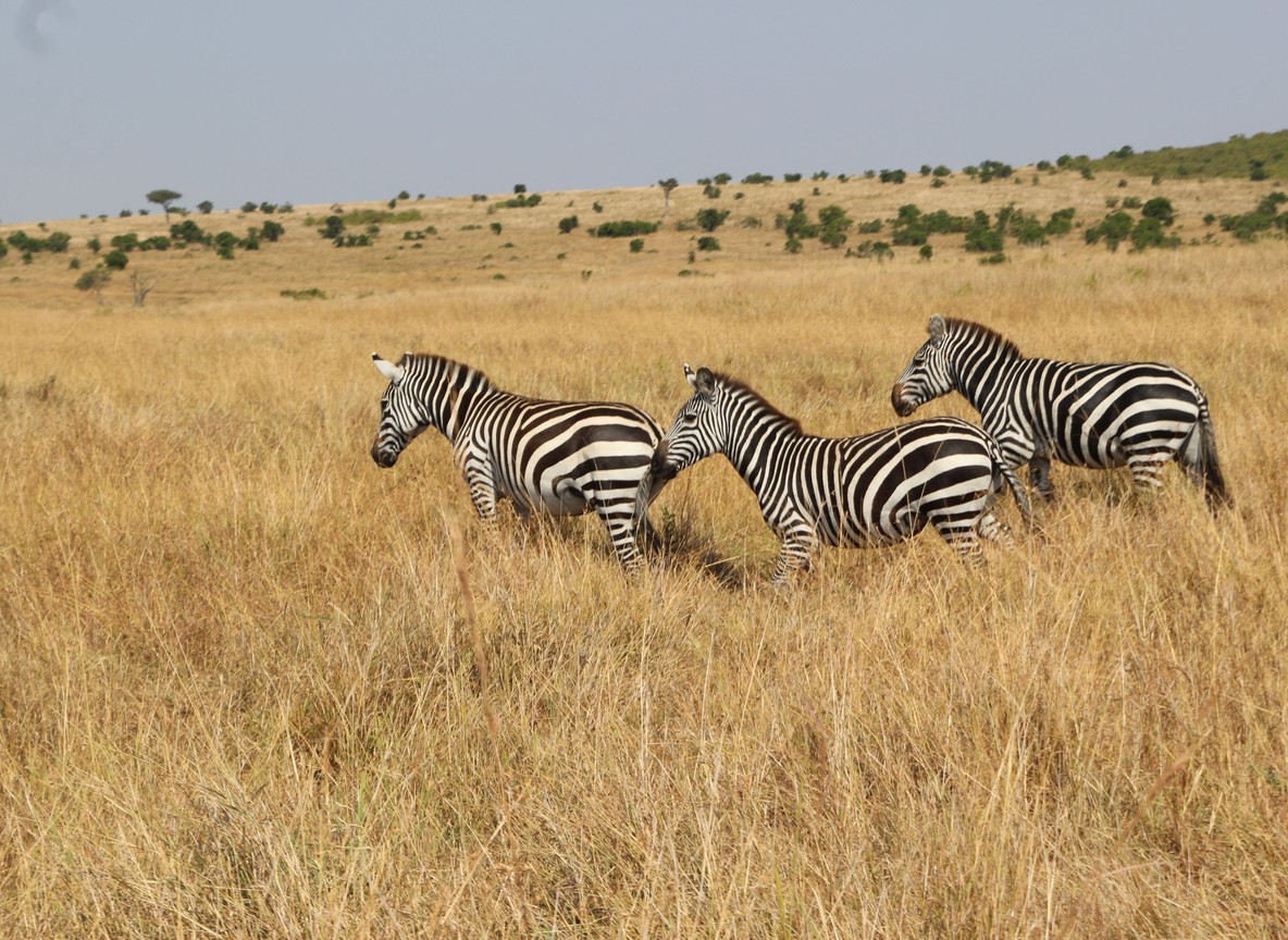 Corporate Safari Kenya