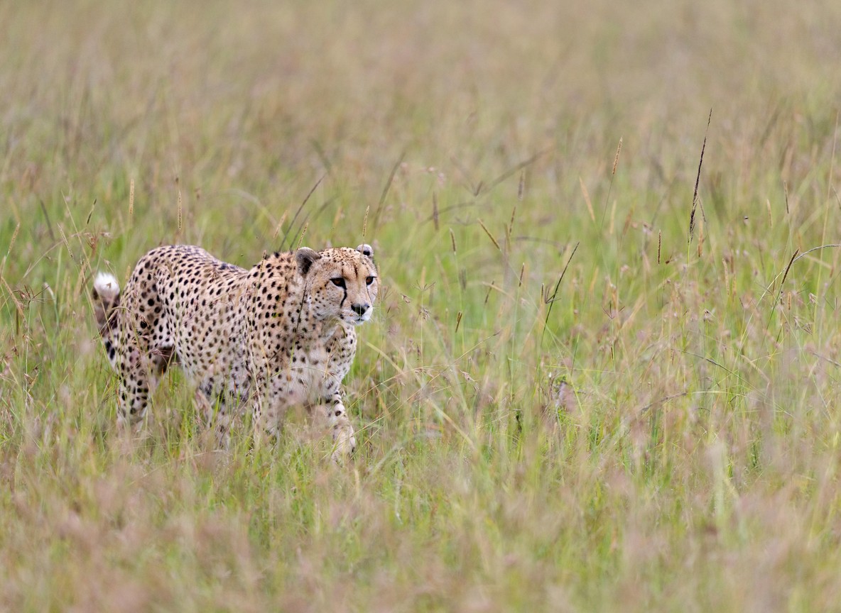 Crescent Island Naivasha