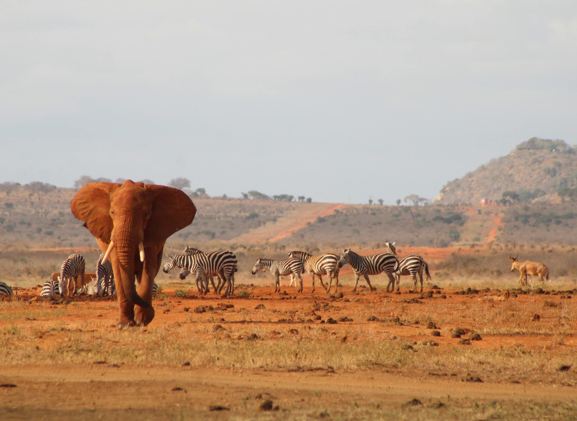 The Best Safari Routes That End (or Start) at Diani Beach - tsavo safaris from diani beach kenya