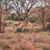 Elsa's Kopje Meru hilltop lodge overlooking green Meru National Park savannah at golden hour
