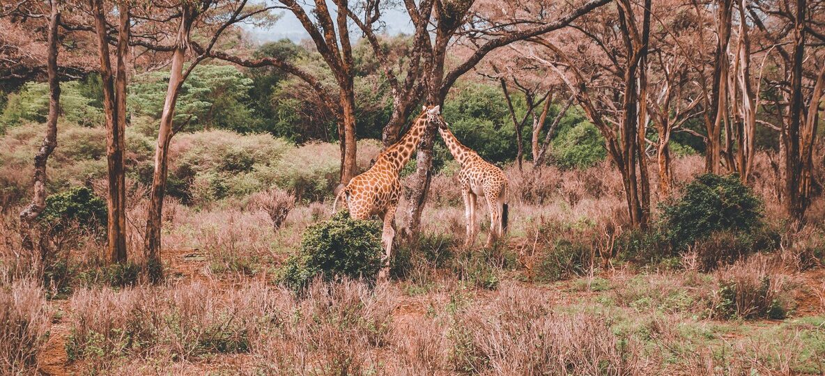 Elsa's Kopje Meru hilltop lodge overlooking green Meru National Park savannah at golden hour