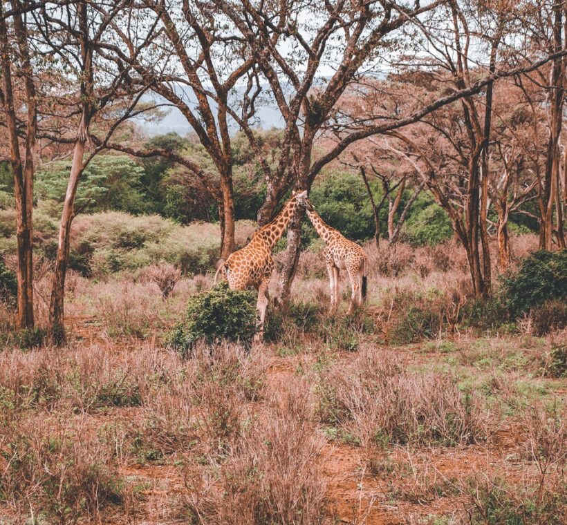 Elsa's Kopje Meru hilltop lodge overlooking green Meru National Park savannah at golden hour