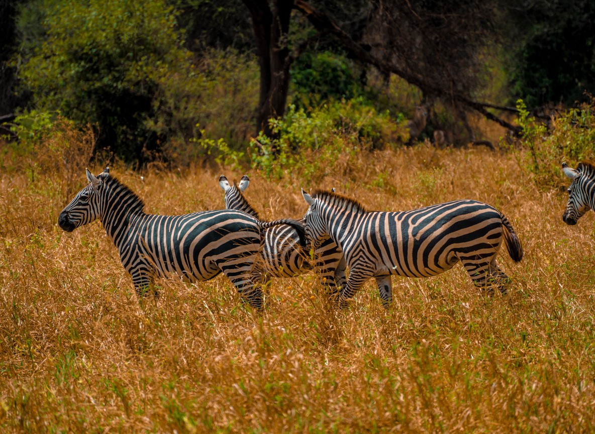Reticulated giraffe among doum palms on a Meru National Park safari
