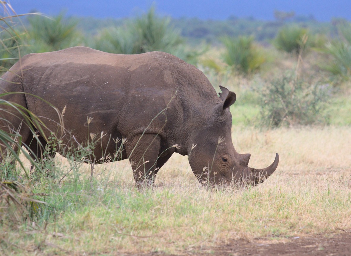 Wide unspoilt Meru National Park plains with distant hills in the dry season