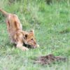 Ethical Safari Masai Mara Migration