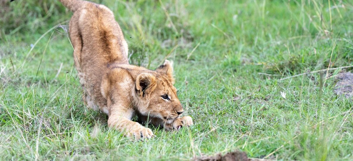 Ethical Safari Masai Mara Migration