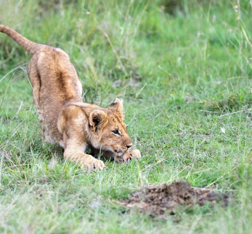 Ethical Safari Masai Mara Migration