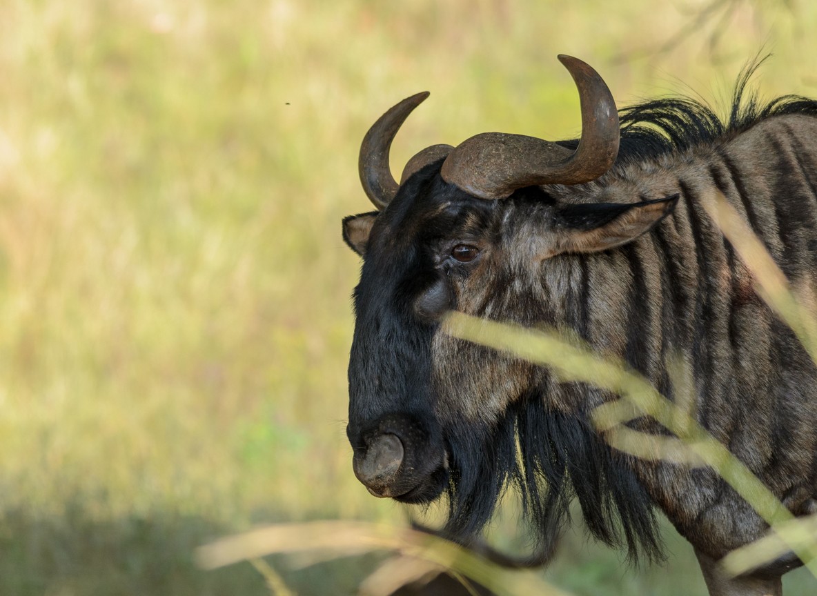 Ethical Safari Masai Mara Migration