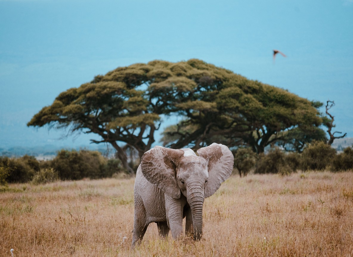 Fly Camping Safari Kenya