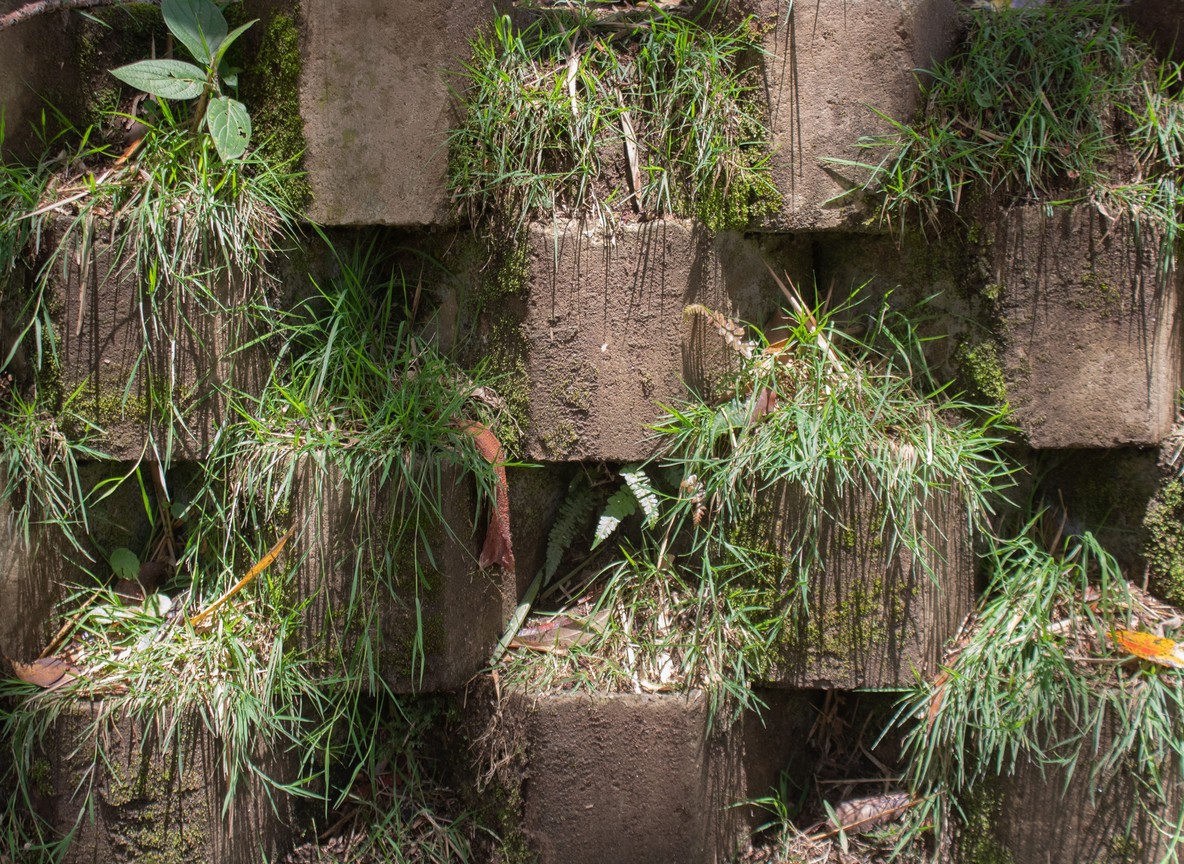 Gedi Ruins Kenya