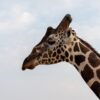Giraffe Manor Nairobi