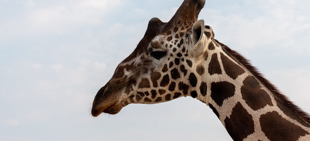 Giraffe Manor Nairobi
