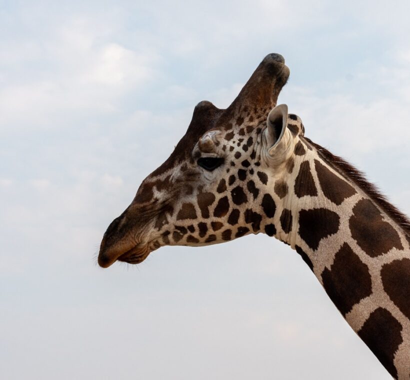 Giraffe Manor Nairobi