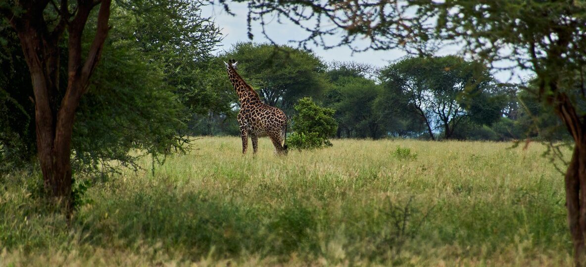 Green Season Safari Kenya