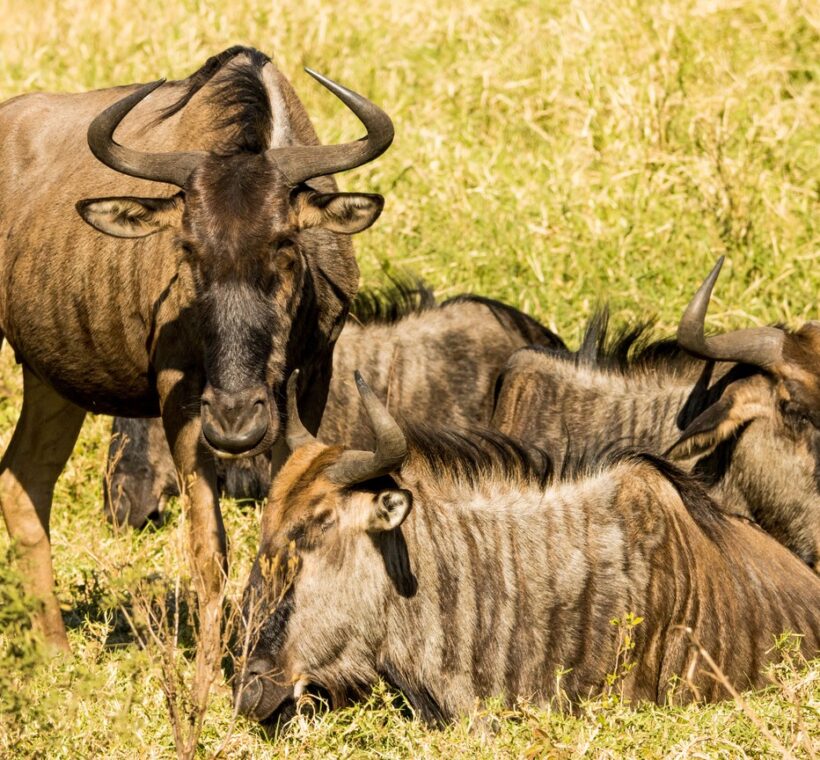Horseback Safari Kenya