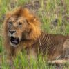 How To Book Kenya Safari