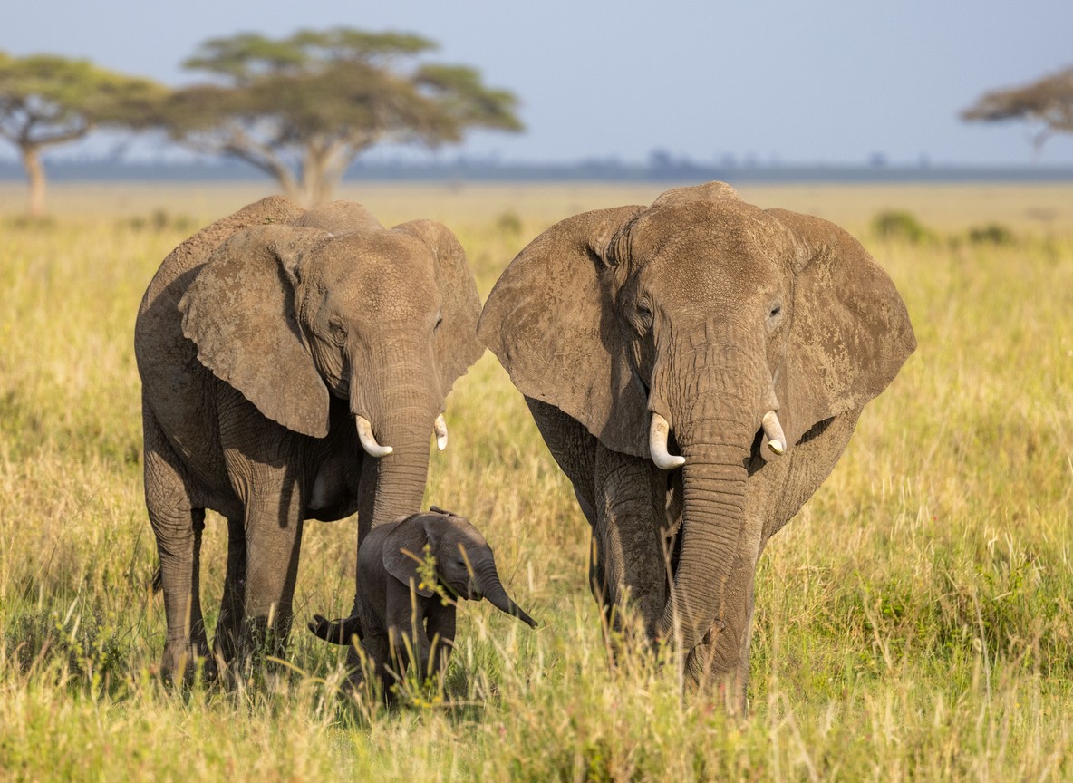 How To Book Kenya Safari