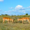 How To Choose Kenya Safari Operator