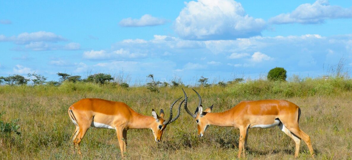 How To Choose Kenya Safari Operator
