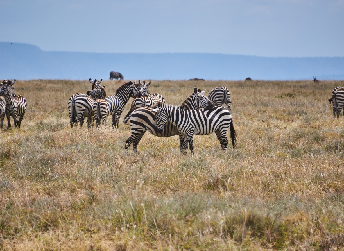 a cheetah scanning the open plains of the masai mara from a low termite mound