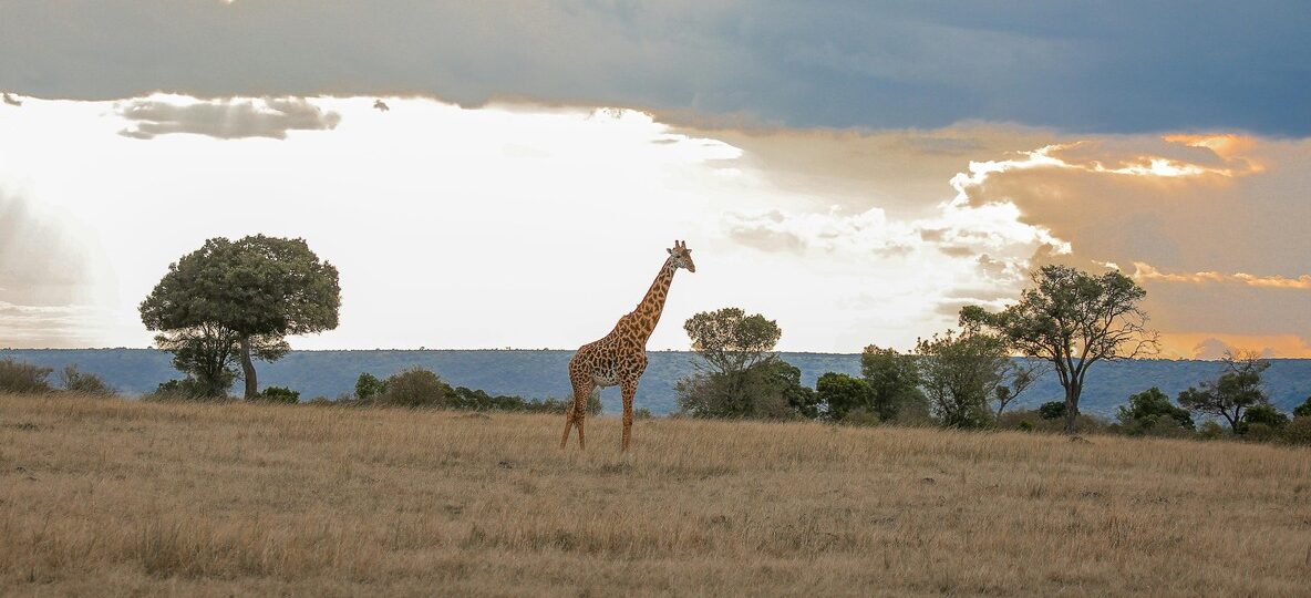 Jw Marriott Mount Kenya Rhino Reserve