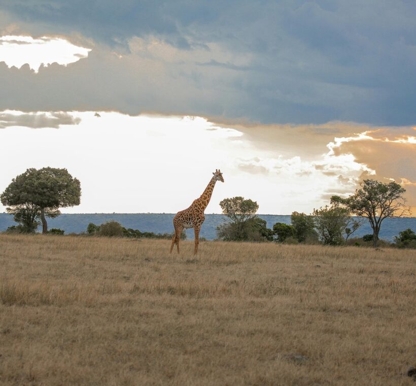 Jw Marriott Mount Kenya Rhino Reserve