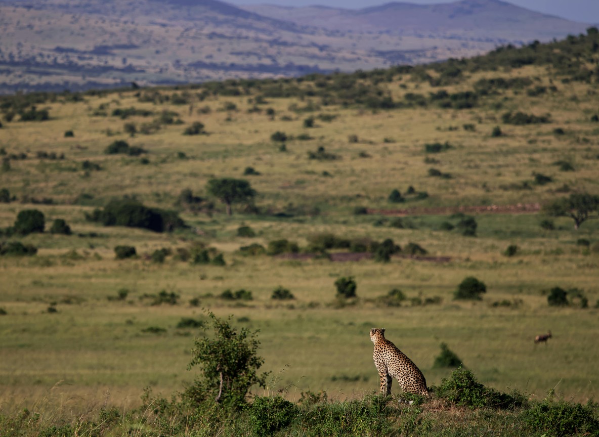 Kenya Airways Safarilink Safari Packages