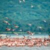 Kenya Birding Safari