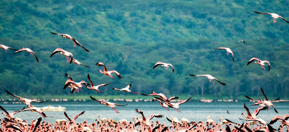 Kenya Birding Safari