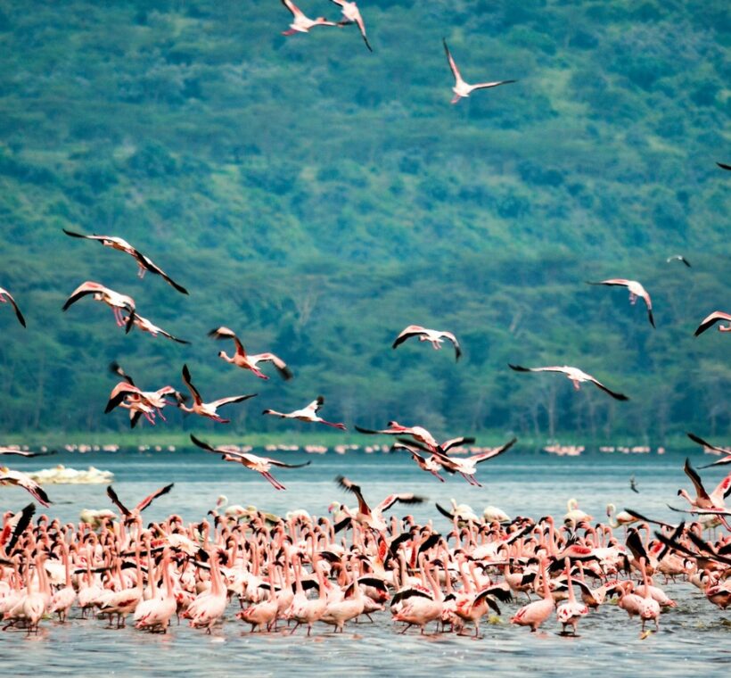 Kenya Birding Safari