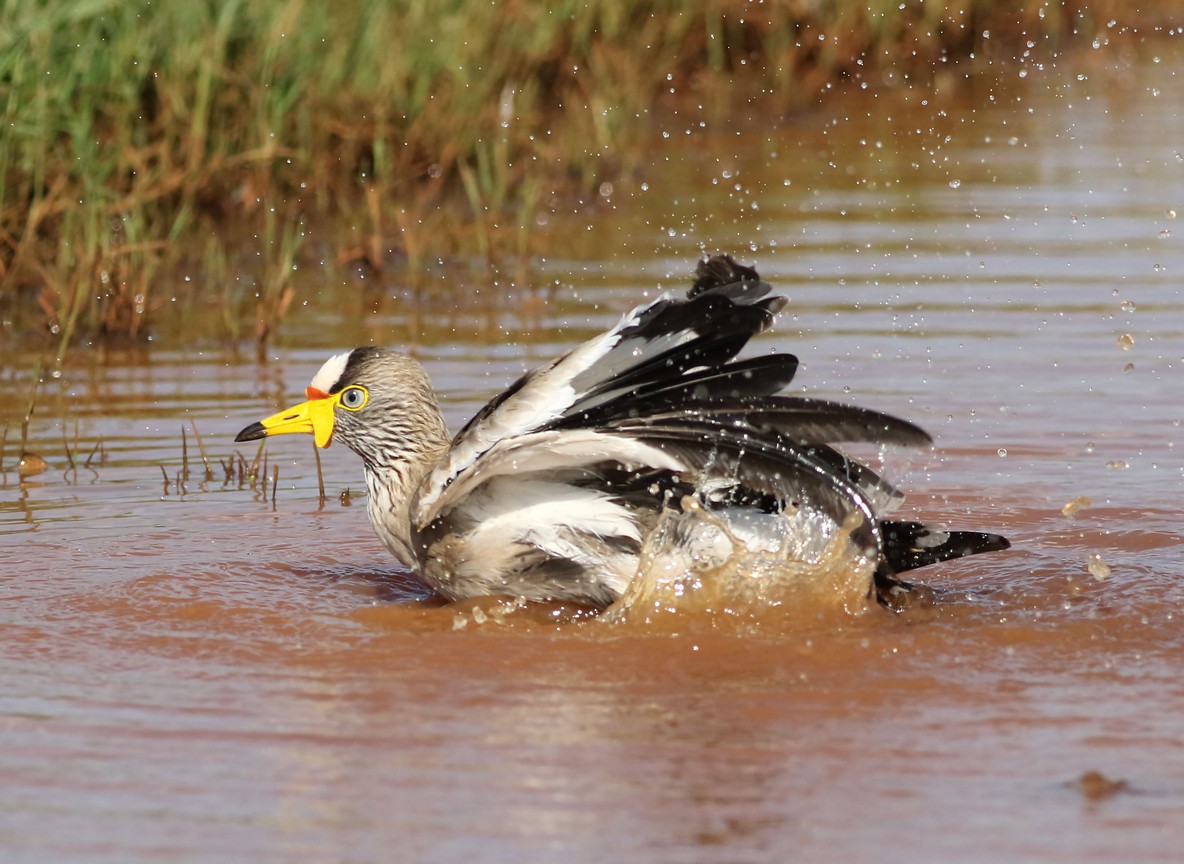 Kenya Birding Safari