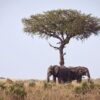 Kenya Camping Safari Packages