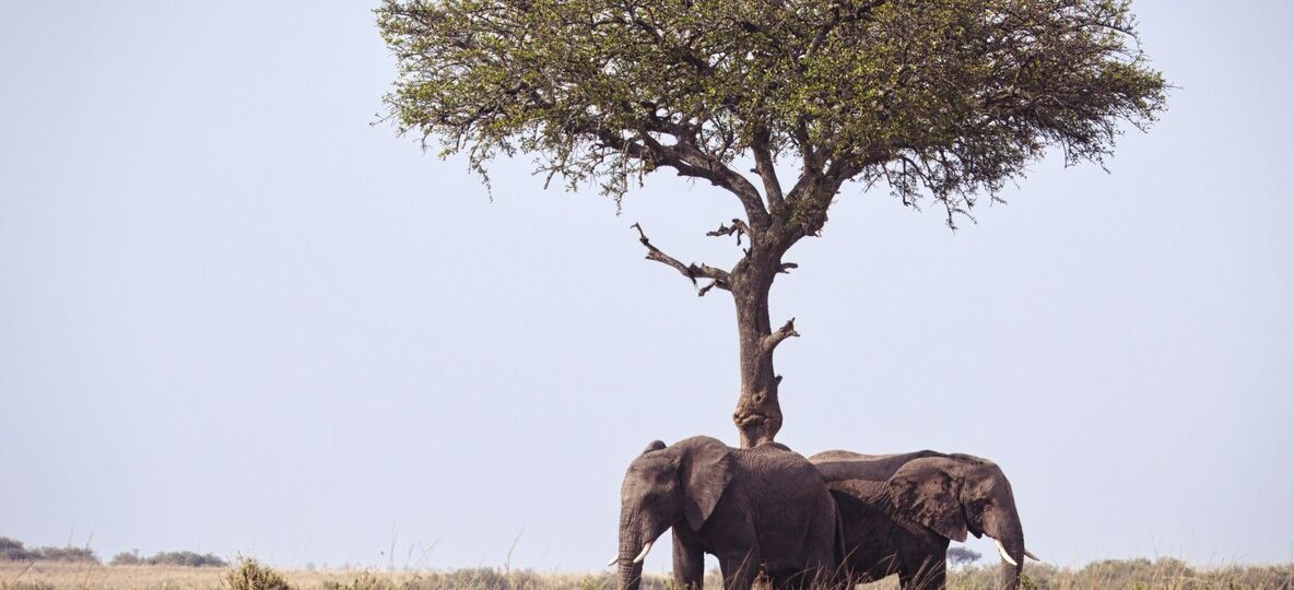 Kenya Camping Safari Packages