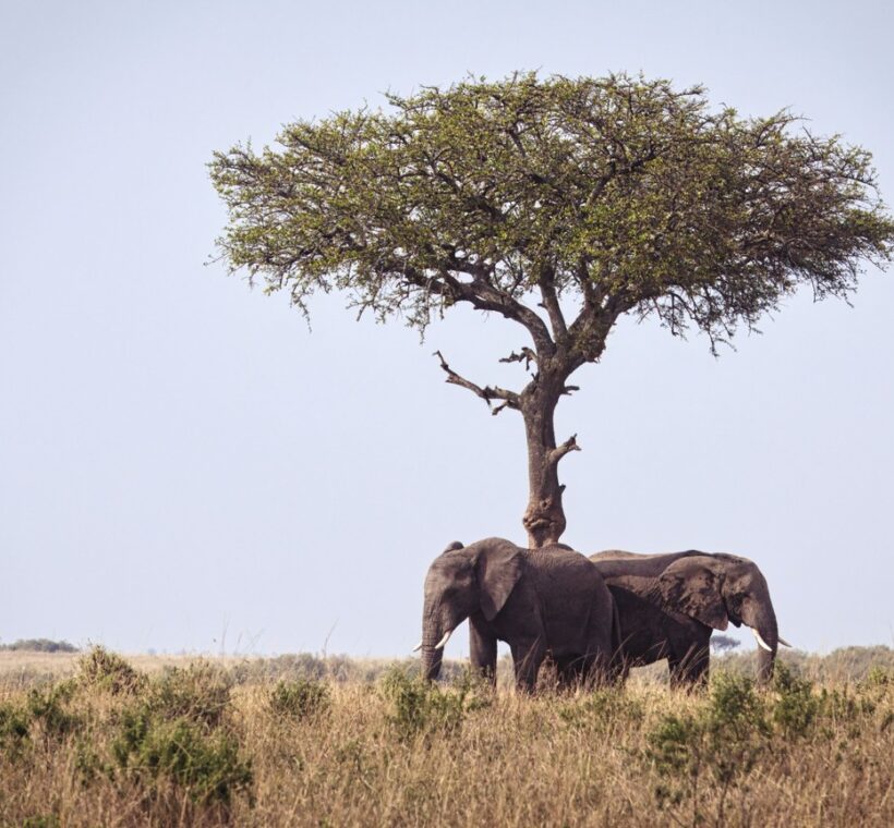 Kenya Camping Safari Packages