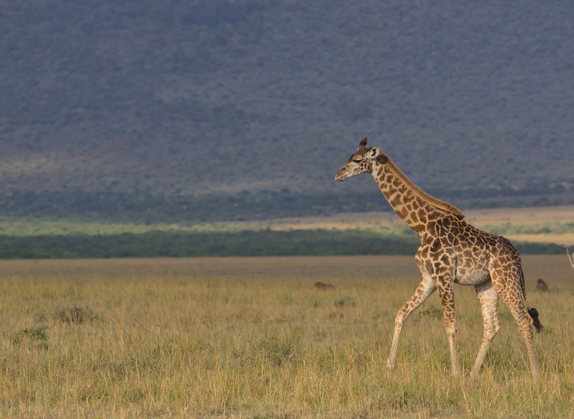 Kenya Camping Safari Packages