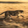 Kenya Cheetah Safari