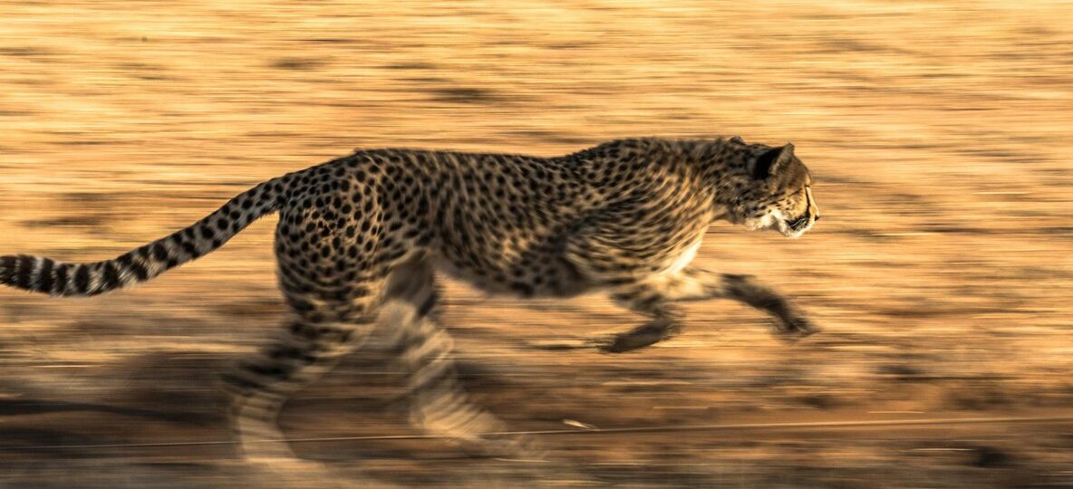 Kenya Cheetah Safari