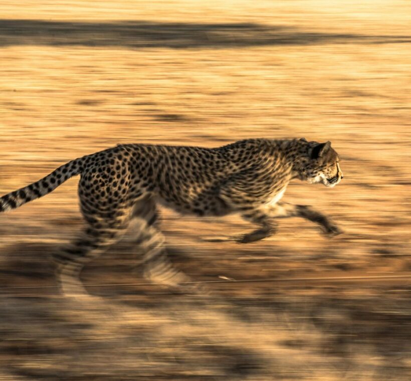 Kenya Cheetah Safari