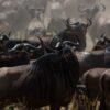 Kenya Conservancy Vs Reserve