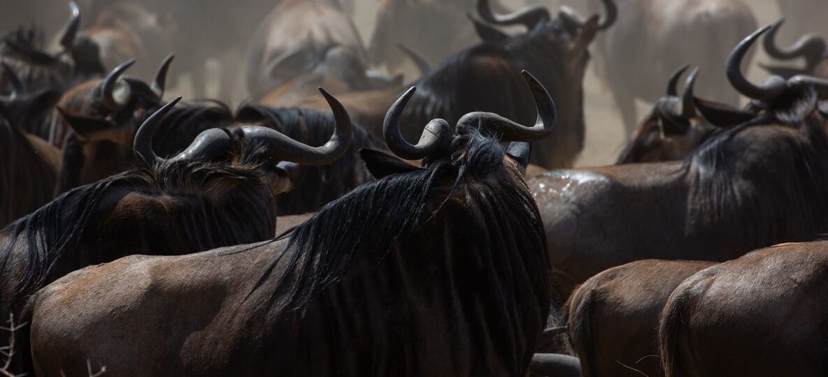 Kenya Conservancy Vs Reserve
