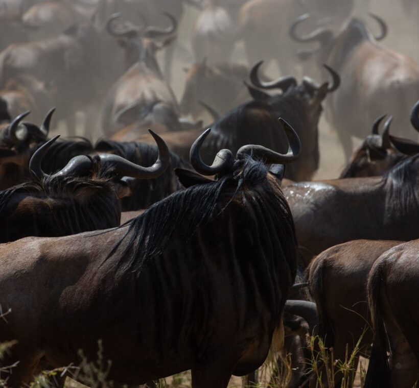 Kenya Conservancy Vs Reserve
