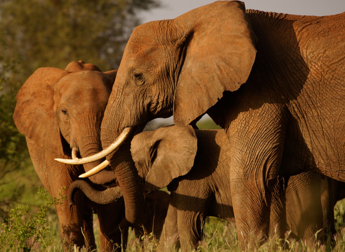 Kenya Diaspora Heritage Tour