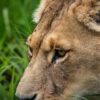 wide green savannah under a dramatic cloudy sky with grazing wildlife, soft diffused light