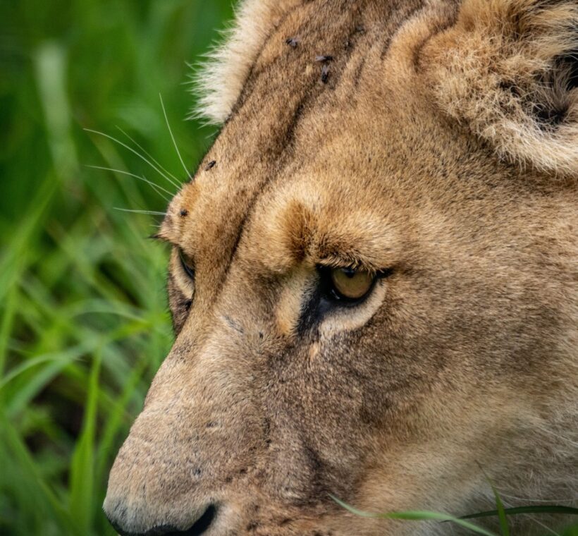 wide green savannah under a dramatic cloudy sky with grazing wildlife, soft diffused light