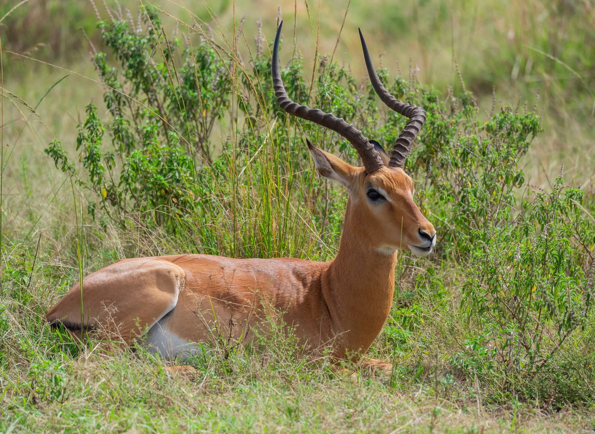 Wildlife gathered at a waterhole in the Masai Mara reserve during peak migration season
