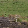 Kenya Private Conservancy Safari Packages