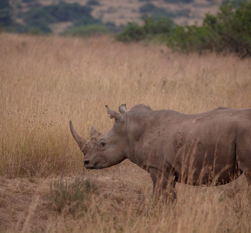 Kenya Safari Cost Per Day