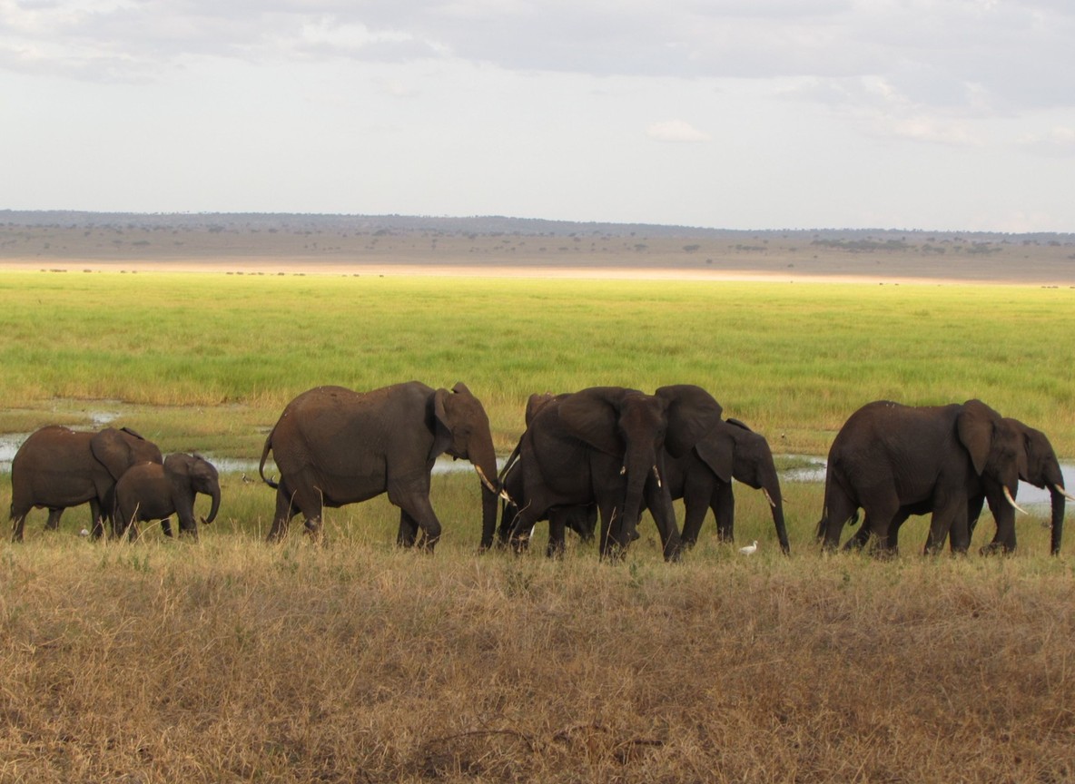 Kenya Safari Cost Per Day