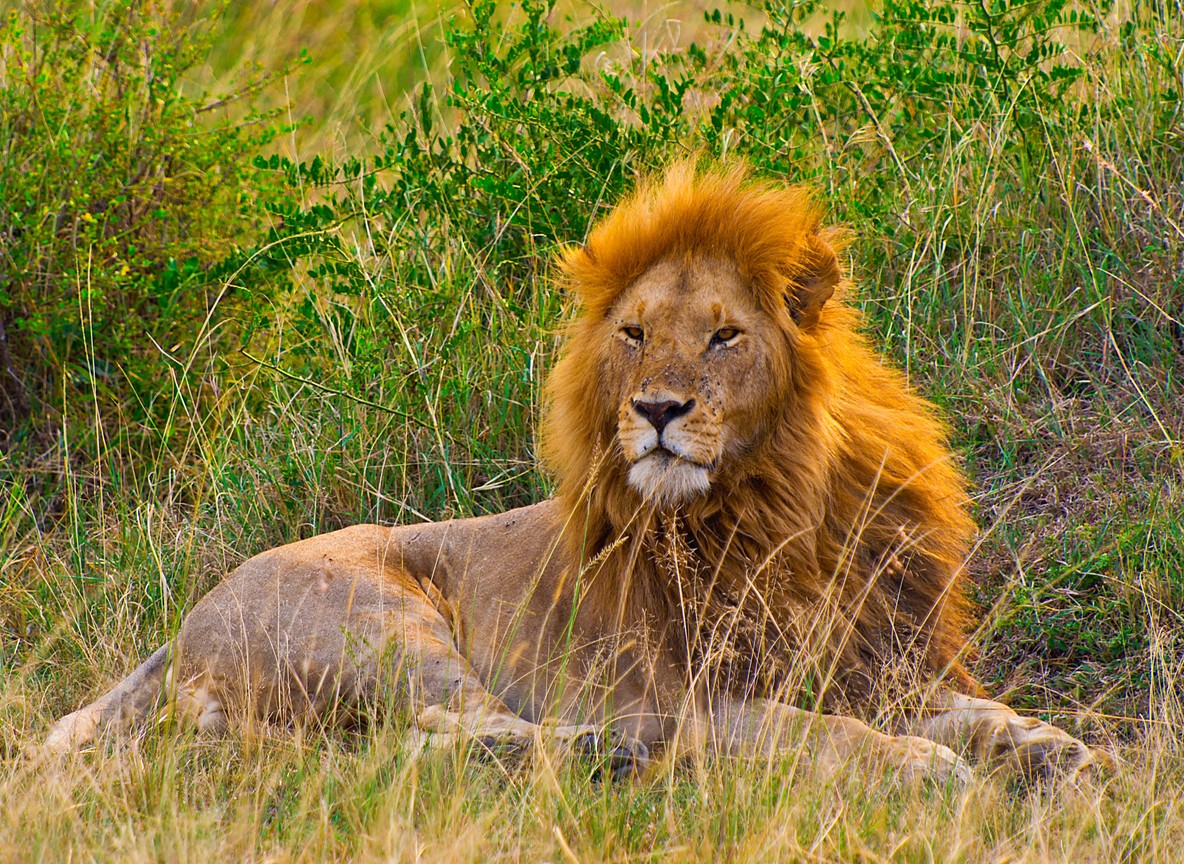 Kenya Safari Deals