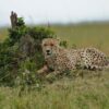 Kenya Safari Group Tour